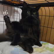 是谁放的彩虹屁