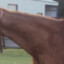 horse neck