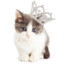 PrincessKitty