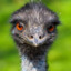 Emu