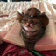 catus