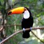 WildToucan