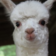 Alpaca