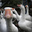 Goose
