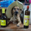 Cachorro Tião