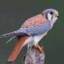 Kestrel