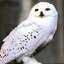 ❄️Hedwig Snowy Owl🦉[24/7]