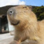 capybara