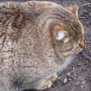 肥猫