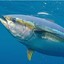 The Big Tuna