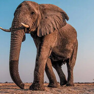 ELEFANTE ESTRANHO