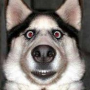 <font size="5">先杀我啊