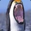 CraZy PenGuin