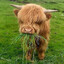 highland cow