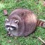 SoggyRaccoons