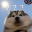 猪灰