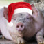 festive hog