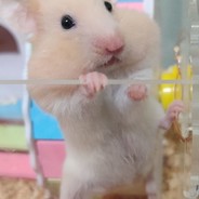 魔法少女郭德纲