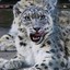 DKSnowleopard