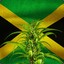jamaicanGold