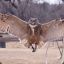 Barnowl