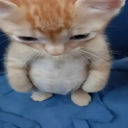 П1В4С Eg0でザarbuz