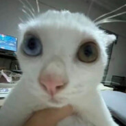 小猫扶老奶奶闯红灯