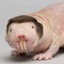 Naked Mole Rat Enthusiast