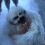 OneArmedWampa94