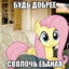 чо ко пай
