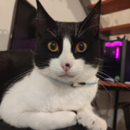 CAREPINGO