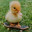quack