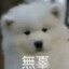 The samoyed