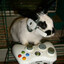 crunk bunny