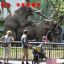 大象哪都大