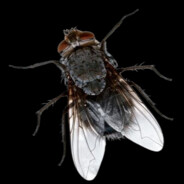 Mosquito