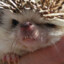 Hedgehog