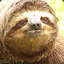 ℣ | Sloth
