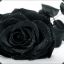 Black Rose