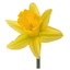 DaffodilYakk
