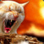 Gatoviolento