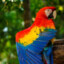 Macaw