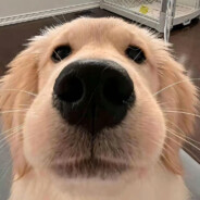 翻斗花园百万哥