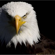 BrutalEagle  ☾☆
