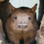 A Wombat