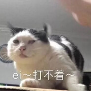 怀孕的猫