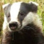 Badger