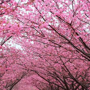 cherry blossom avatar