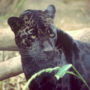 deveyesormuşlarnedenboynunegri