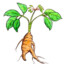 Ginseng